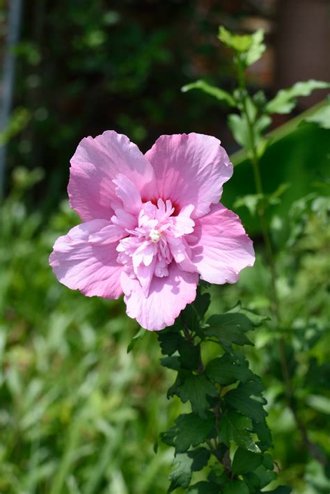 木槿 花|木槿花